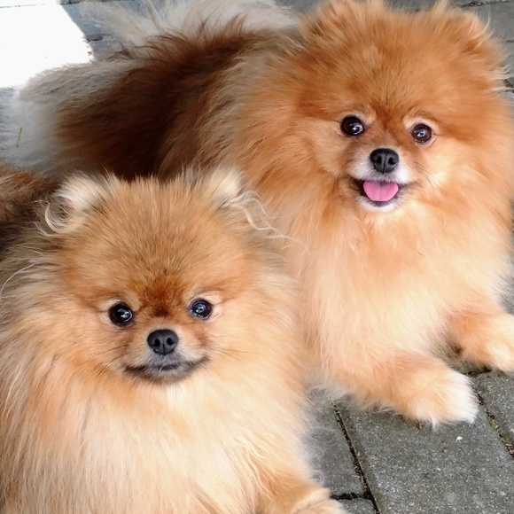 Meet your Posher, Gwen - Picture 1 of 1